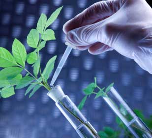 Βιοτεχνολογία Φυτών (Plant Biotechnology)