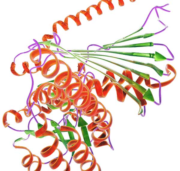 Πρωτεϊνική και Ενζυμική Βιοτεχνολογία (Protein and Enzyme Biotechnology)